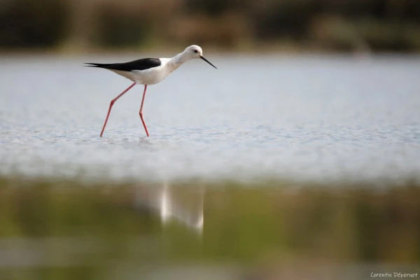 Discover of the Natural Reserve - Bonjour Fun