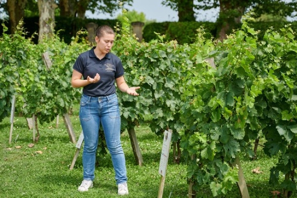 Discovery tour of Château Haut Breton Larigaudière - Bonjour Fun