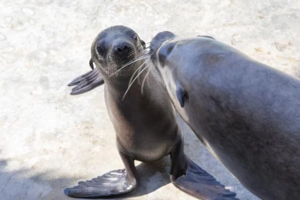 Entry to Marineland - PROMOTIONAL price - Bonjour Fun