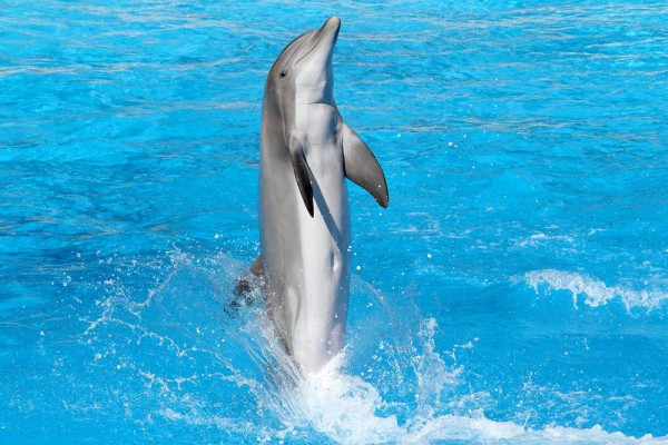 Marineland + Aquasplash entrance - BEST OFFER - Bonjour Fun