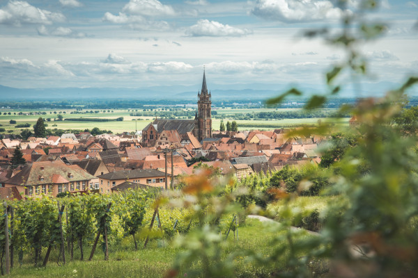 Private Half Day Tour on the Wine Road - Bonjour Fun
