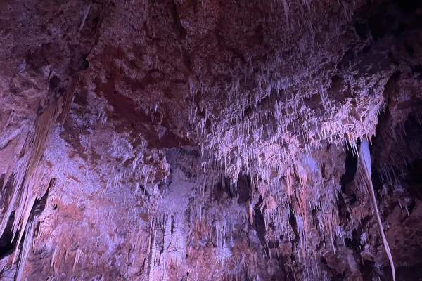 Excursion by minibus - Half day Terrasses du Larzac cave and wine - Bonjour Fun