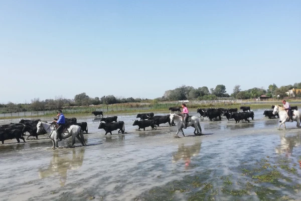 Excursion by minibus Sable de Camargue - Half Day Visit to a Camargue Manade - Bonjour Fun