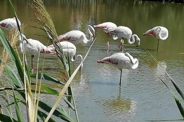 Excursion by minibus Sable de Camargue - Half Day Visit to a Camargue Manade - Bonjour Fun