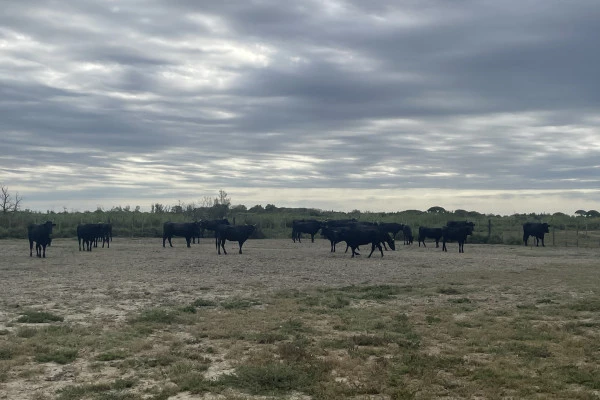 Excursion by minibus Sable de Camargue - Half Day Visit to a Camargue Manade - Bonjour Fun