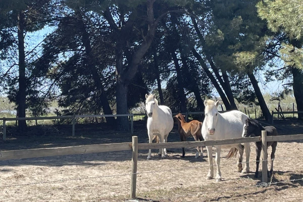 Excursion by minibus Sable de Camargue - Full Day Discovering the Camargue - Bonjour Fun