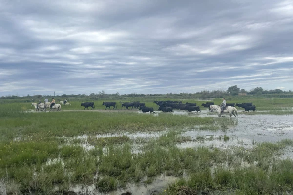 Excursion by minibus Sable de Camargue - Full Day Discovering the Camargue - Bonjour Fun