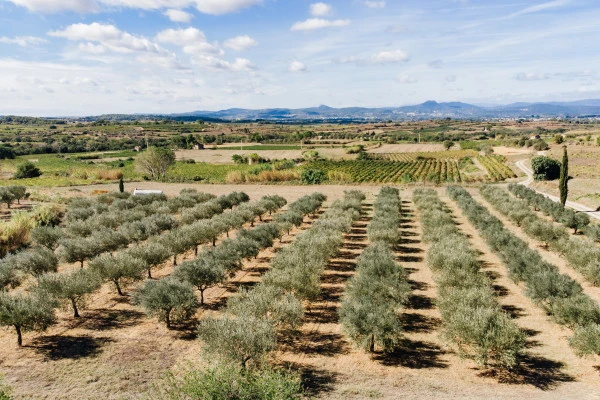 Excursion by minibus Terrasses du Larzac - Half Day Olive Oil Mill - Bonjour Fun