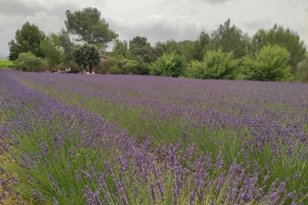 Excursion by minibus Terrasses du Larzac - Half Day Olive Oil Mill - Bonjour Fun