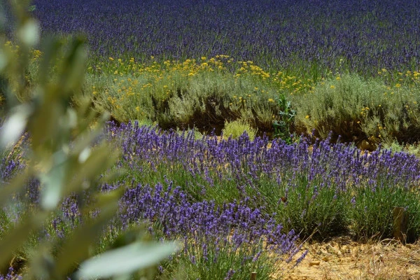 Excursion by minibus Terrasses du Larzac - Full Day Olive Oil and Wine - Bonjour Fun