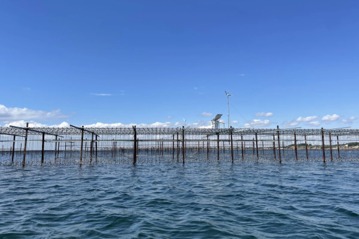 Excursion Picpoul de Pinet  - Half-day Walking tour in Sète and Oysters - Bonjour Fun