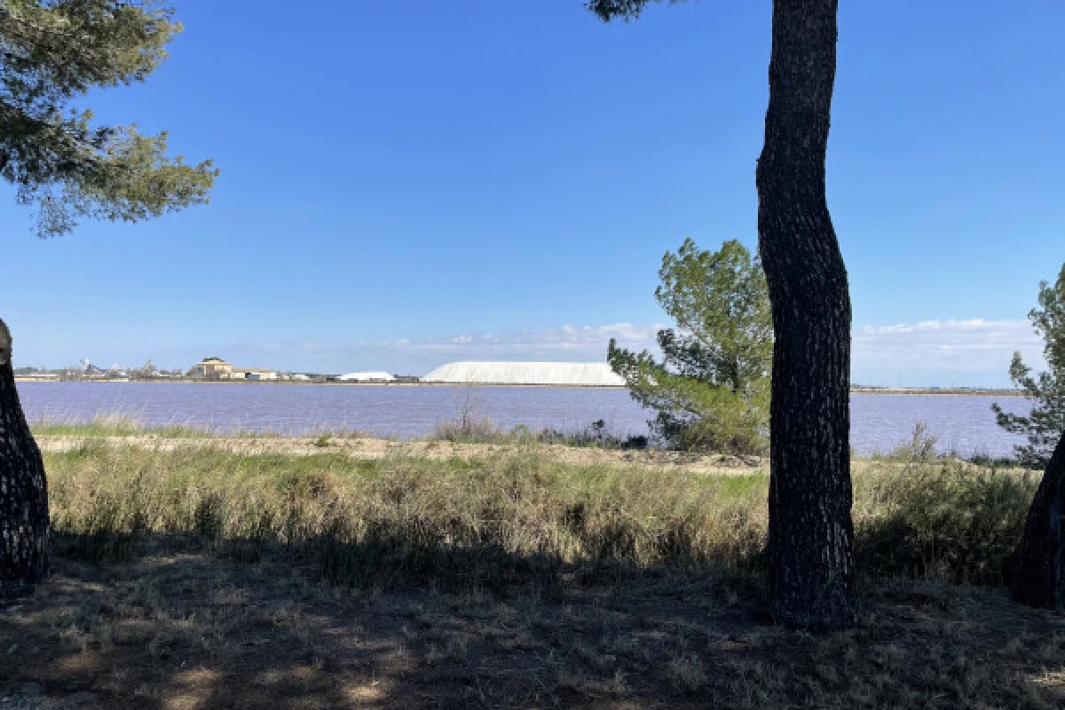 Excursion Sable de Camargue - Half Day Wine Tour - Bonjour Fun