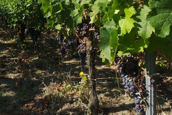 Saint-Émilion Wine Tour: Winery & Medieval Village - Bonjour Fun