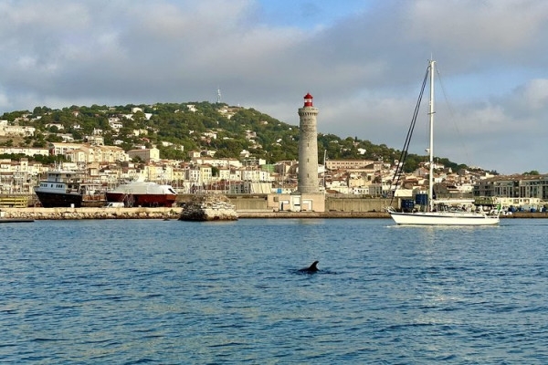 Sète Excursion - Dolphin watching in the Mediterranean: boat trip - Bonjour Fun