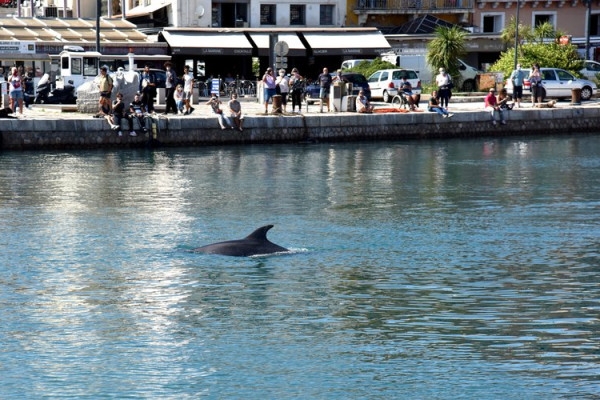 Sète Excursion - Dolphin watching in the Mediterranean: boat trip - Bonjour Fun