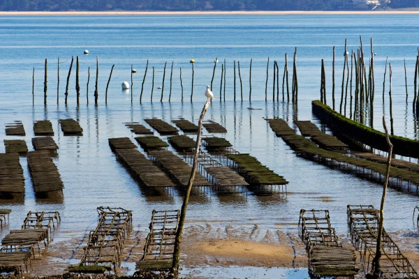 From Bordeaux: Arcachon Bay and Pilat Dune private tour. - Bonjour Fun