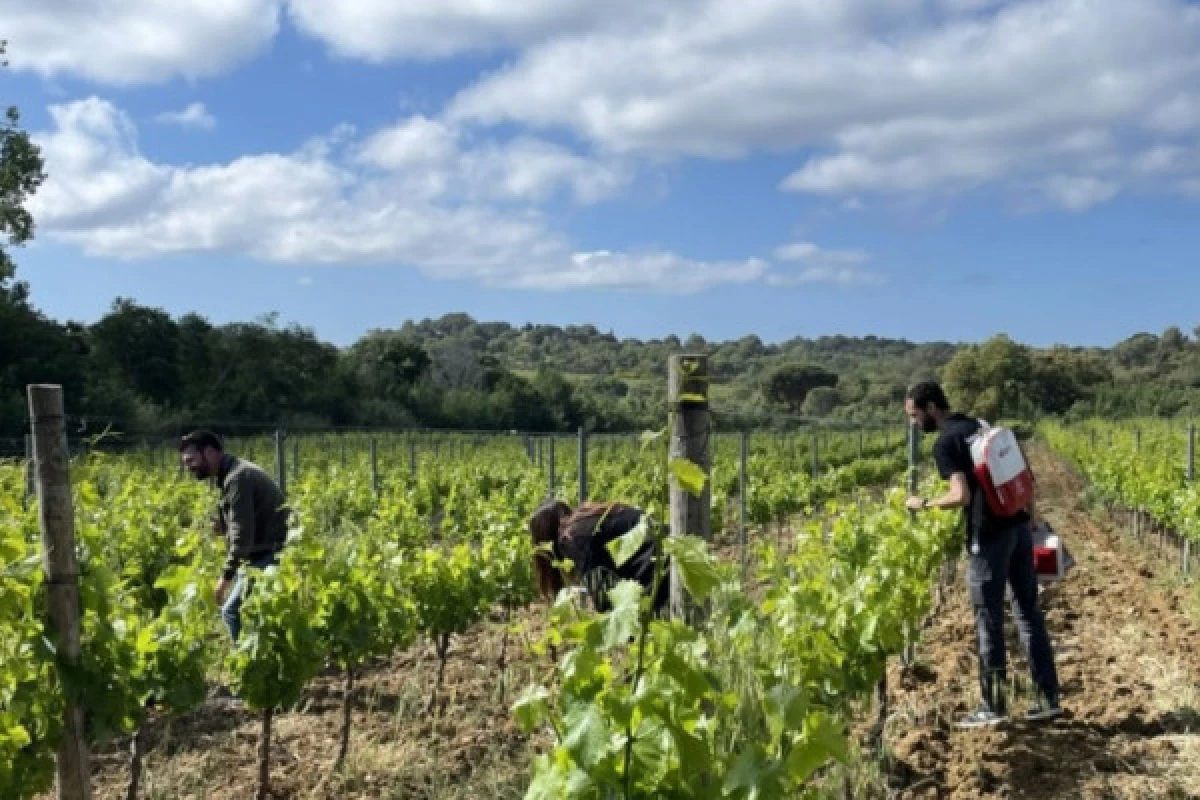 Wine escape game, La Croix Valmer - Bonjour Fun