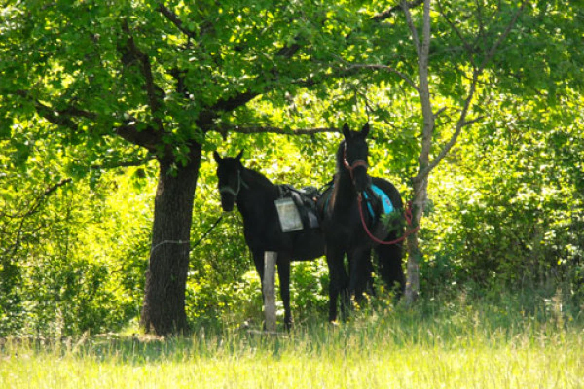 Relaxing outing day on horse or pony - Bonjour Fun