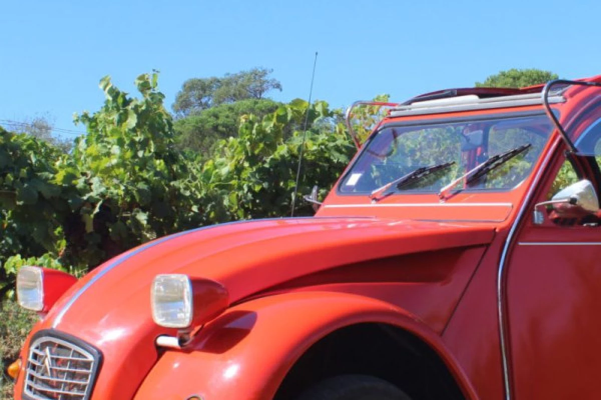 Full Day Vintage Wine Tour, Gulf of Saint-Tropez - Bonjour Fun