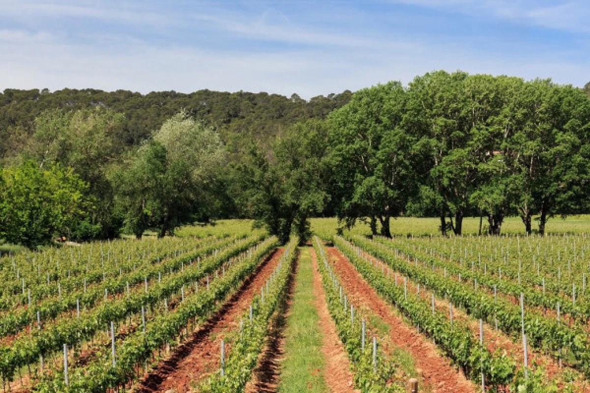 L'Esterel Wine Tour - Half Day - Private Tour - Bonjour Fun