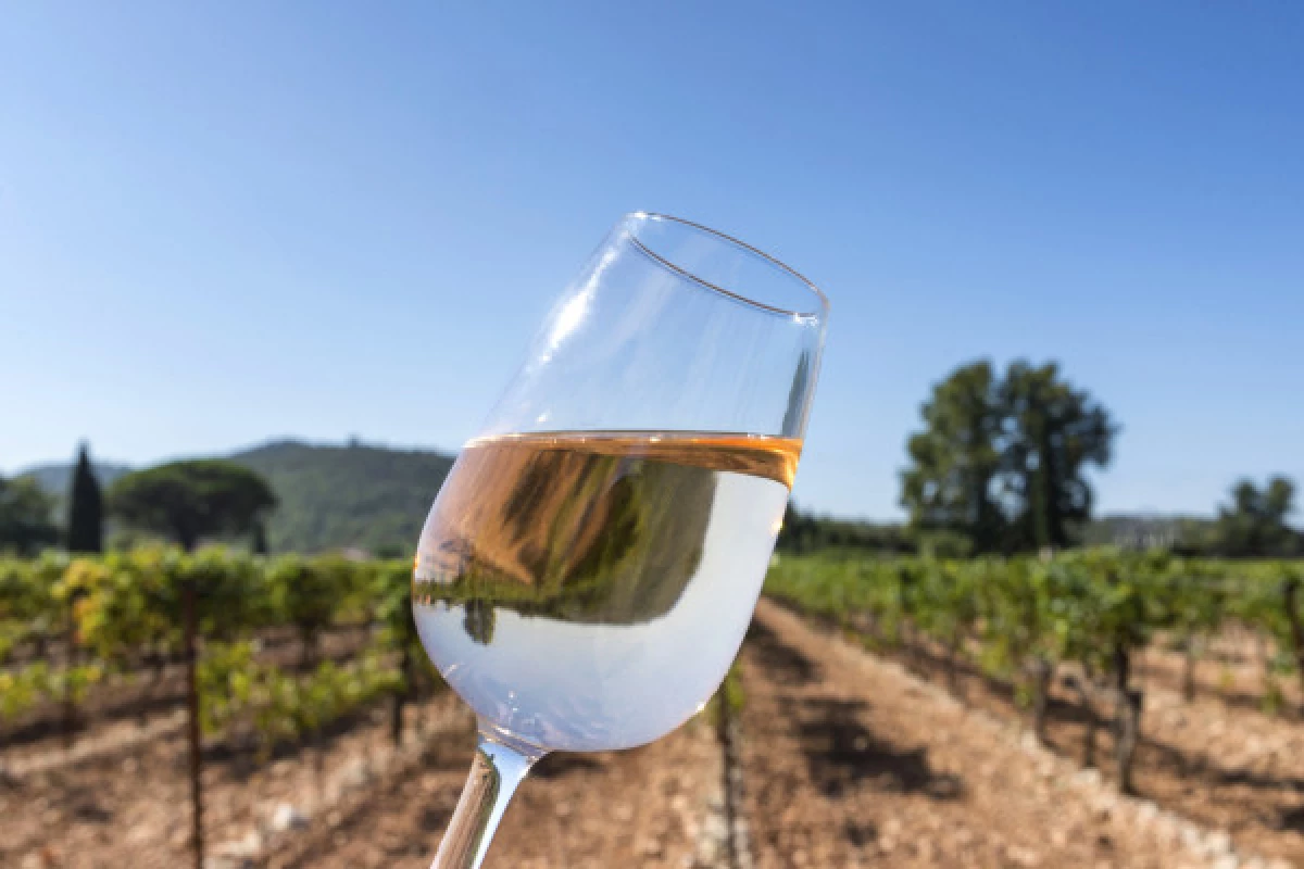 L'Esterel Wine Tour - Half Day - Private Tour - Bonjour Fun