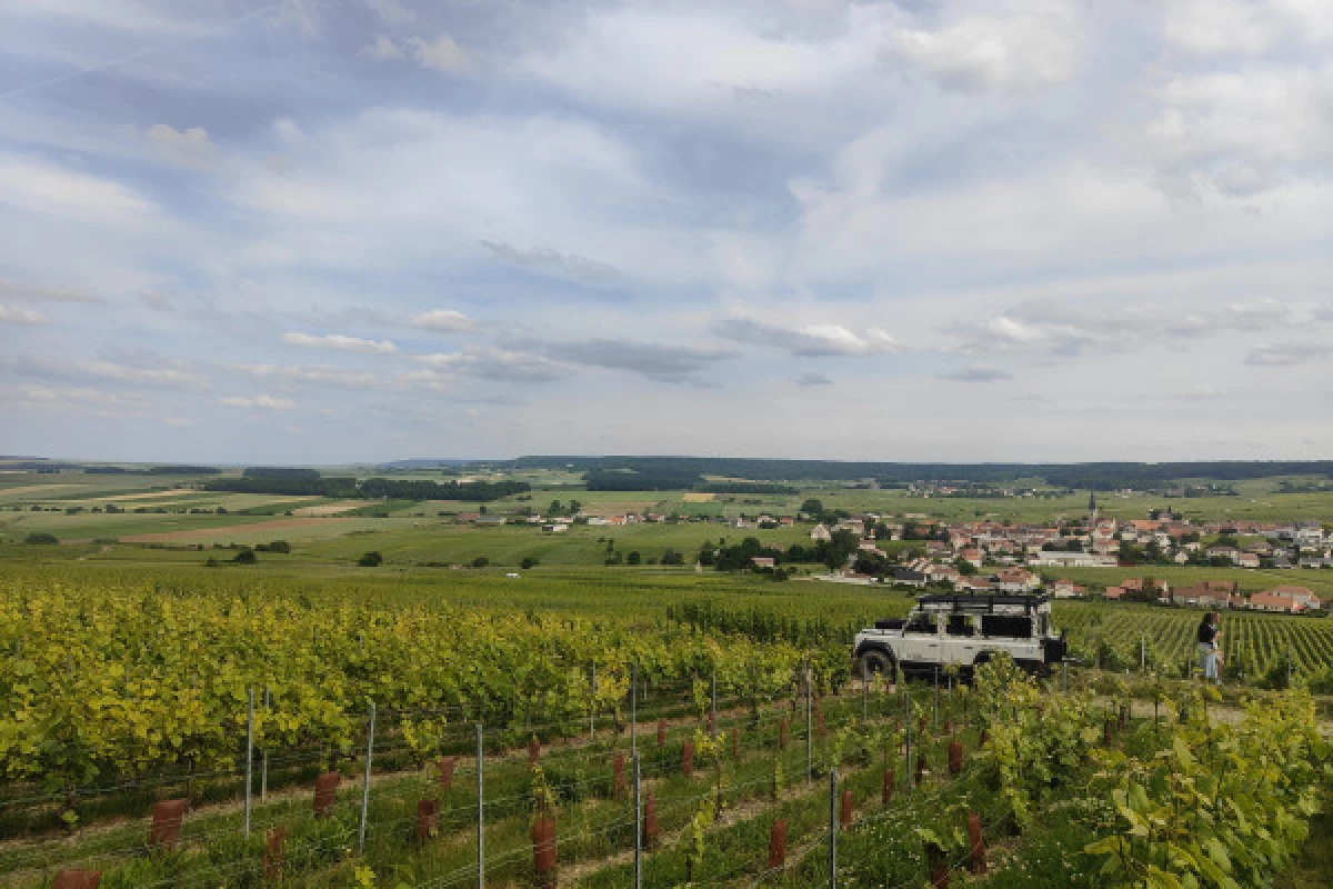 The unmissable Millésimé, tasting in the vineyard - Bonjour Fun