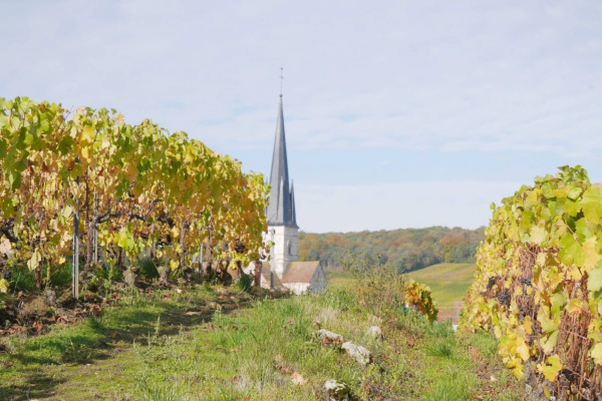 La Champenoise  Wine tourism 1/2 day - Bonjour Fun