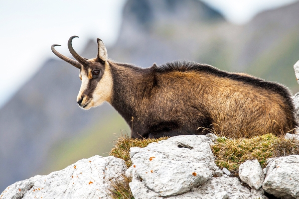 Discover the champion of our mountains, the Chamois! - Bonjour Fun