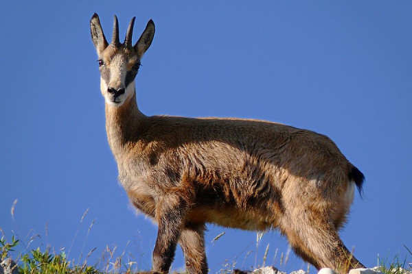 Discover the champion of our mountains, the Chamois! - Bonjour Fun