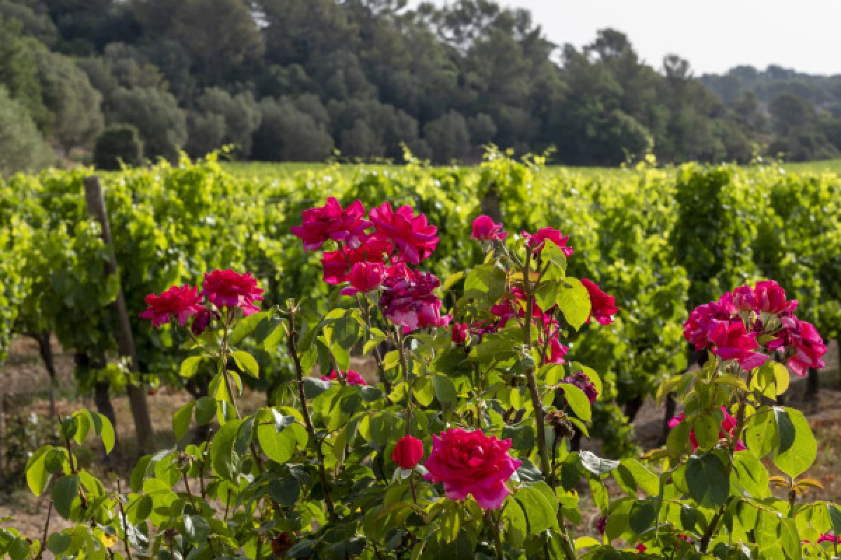 Le Clos des Roses - Audio Tour & Petanque - Bonjour Fun