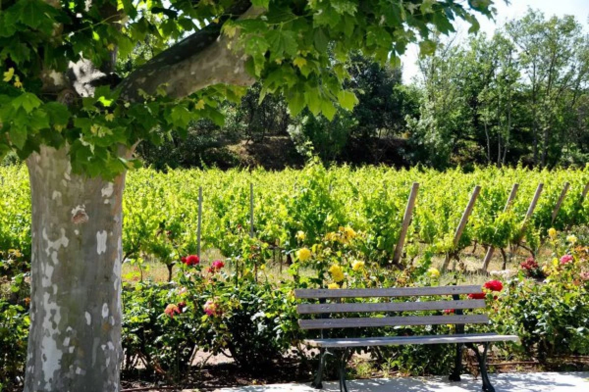 Le Clos des Roses - Visit by yourself the vineyard and wine cellars - Bonjour Fun