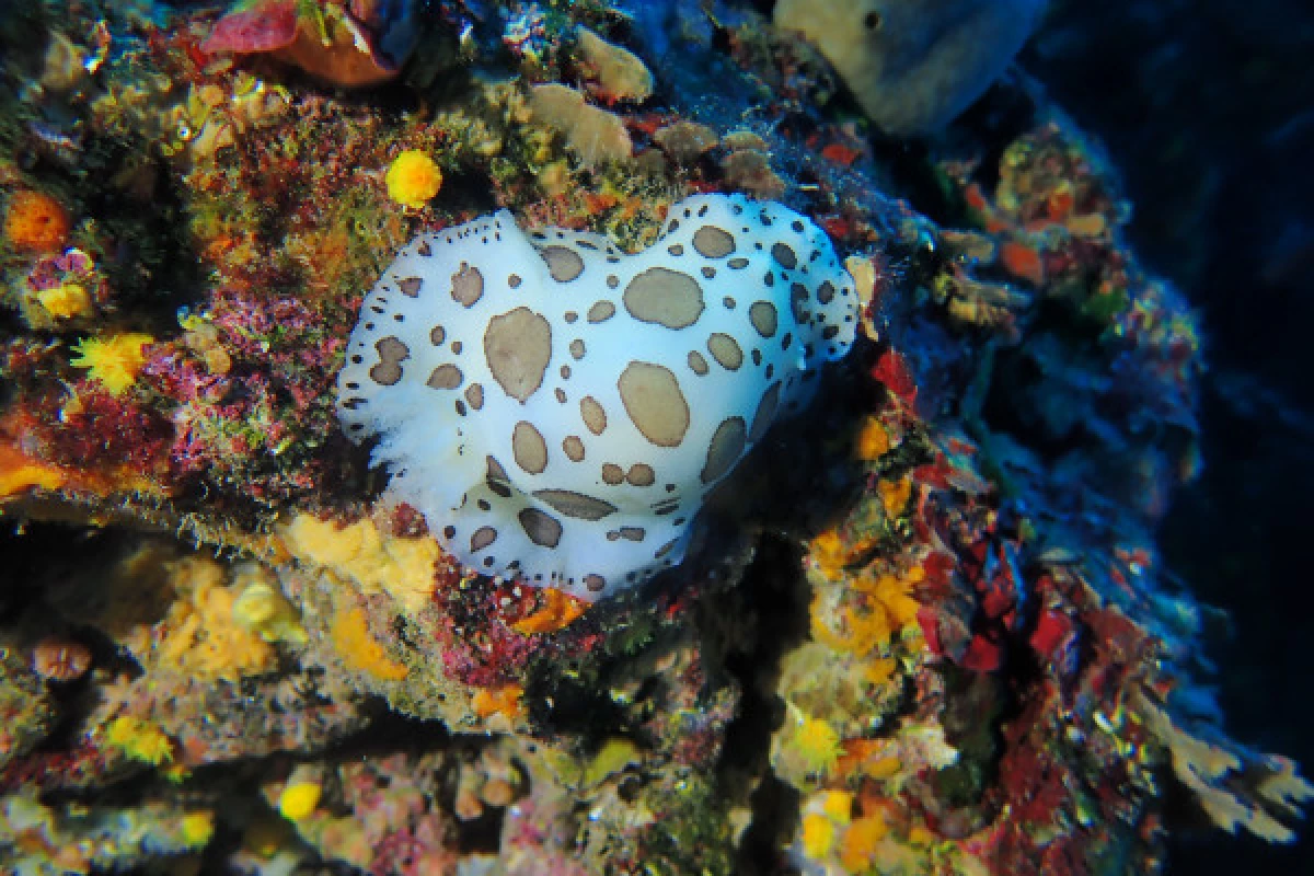 Esterel's Aquatic treasures - Bonjour Fun