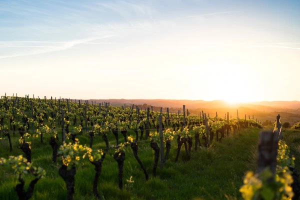 Organic wine - Bordeaux - Bonjour Fun