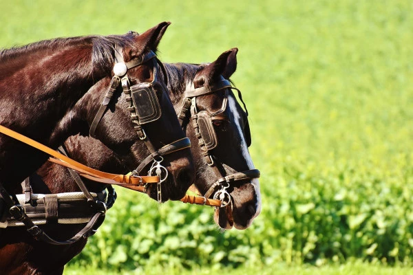 ORSCHWILLER #4 - Workshop - Horse-drawn carriage ride around Grand Cru Praelatenberg - Bonjour Fun