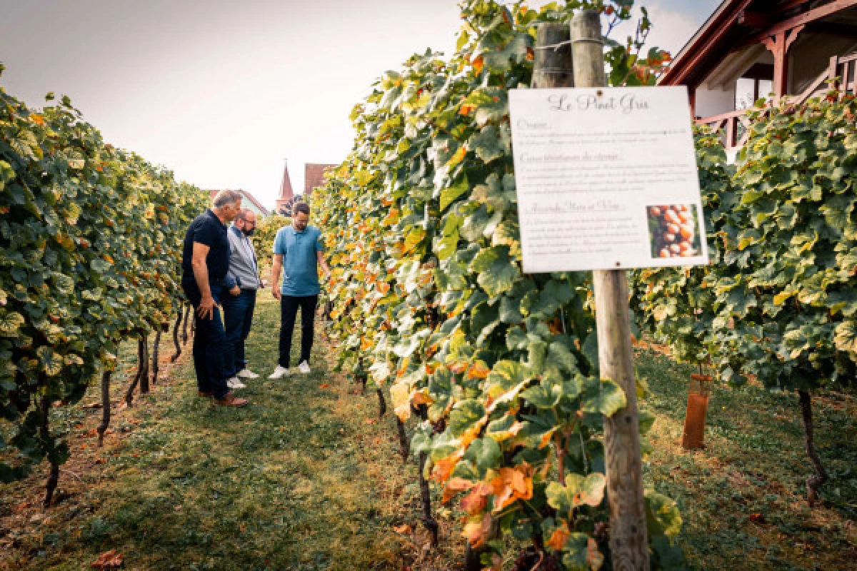 Parenthèse Vigneronne 'introduction to wine tasting' - tasting - Bonjour Fun