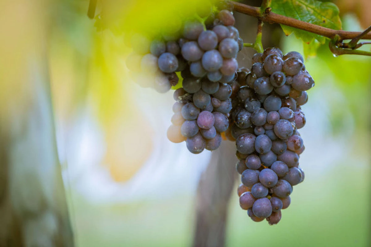 Parenthèse Vigneronne 'introduction to wine tasting' - tasting - Bonjour Fun