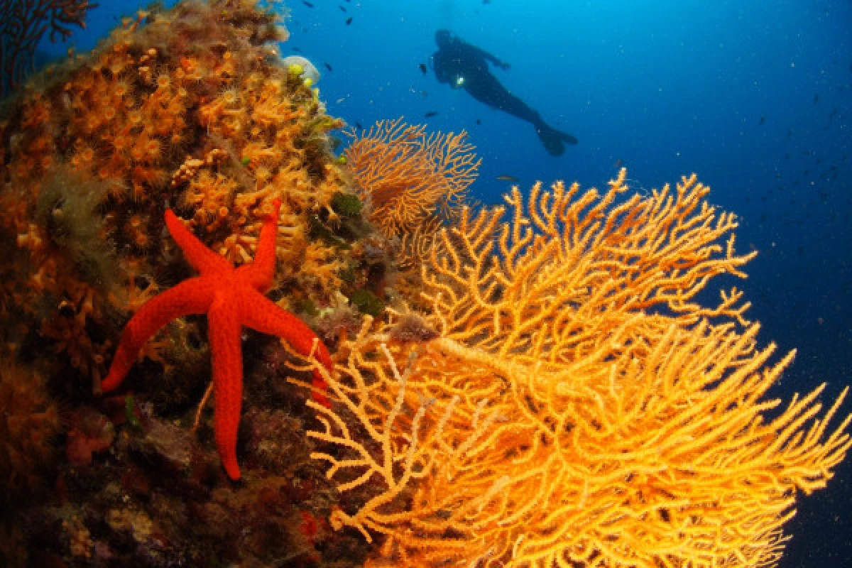 Trainee First Diving Level 1 - Fréjus - Bonjour Fun