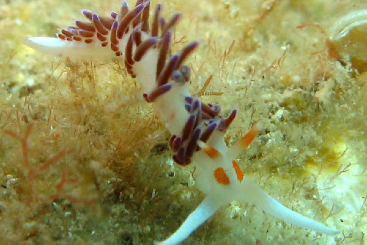 First dive without certificate - Saint-Raphaël - Bonjour Fun