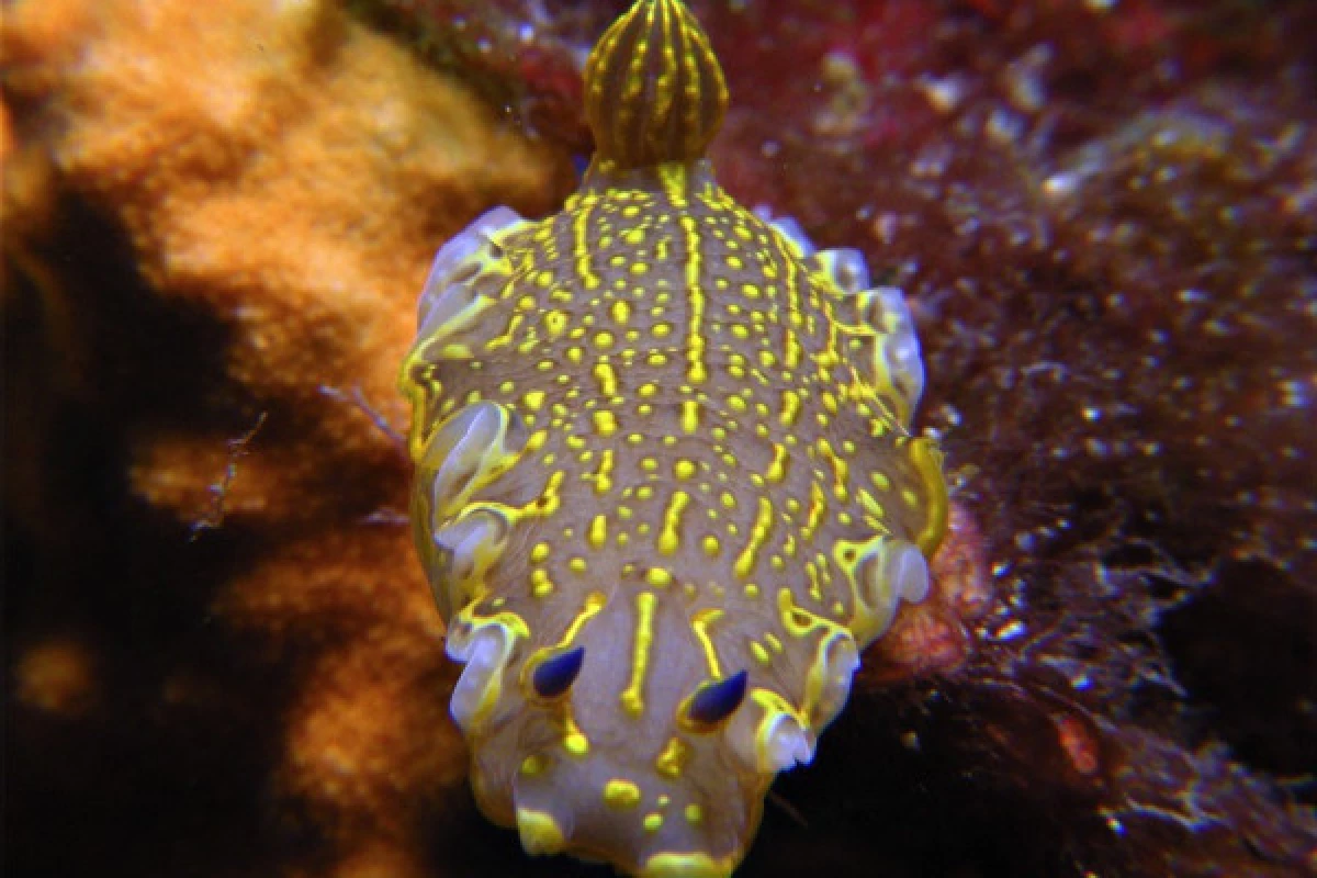 First dive without certificate - Saint-Raphaël - Bonjour Fun