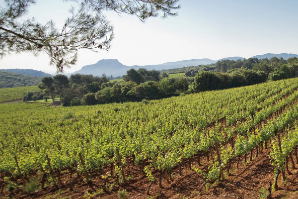 Provence Wine Tour - from Cannes - Bonjour Fun