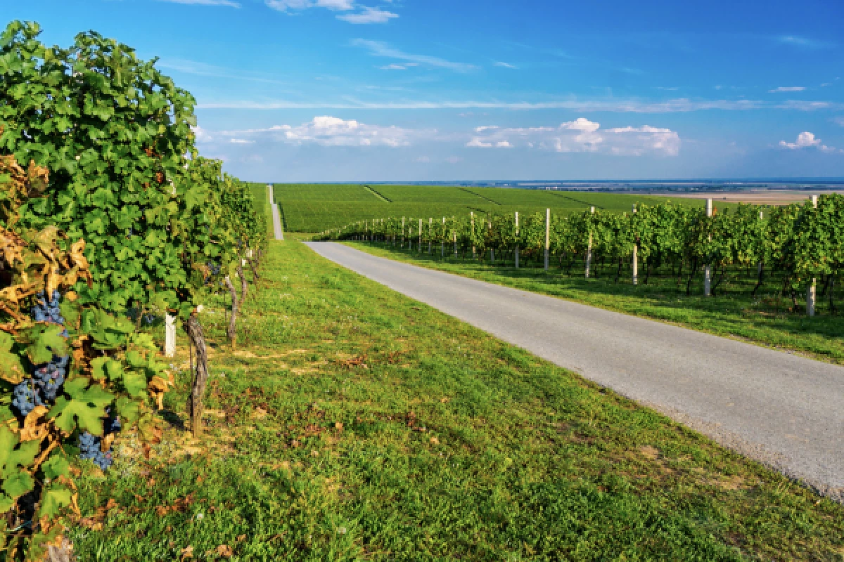 DISCOVERY RALLY ALSACE WINE ROUTE - Bonjour Fun