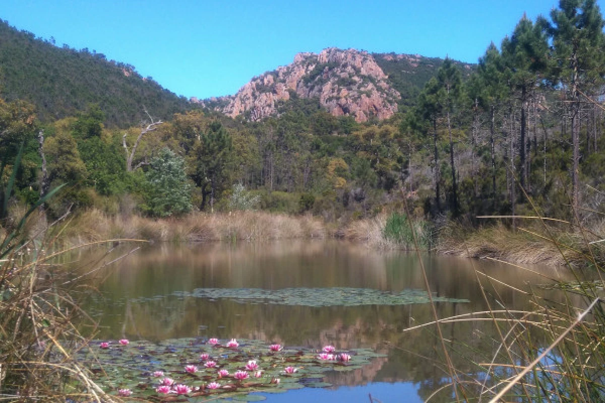 Hiking in the Esterel's Massif - the Aubert & Baladou's pond - Bonjour Fun