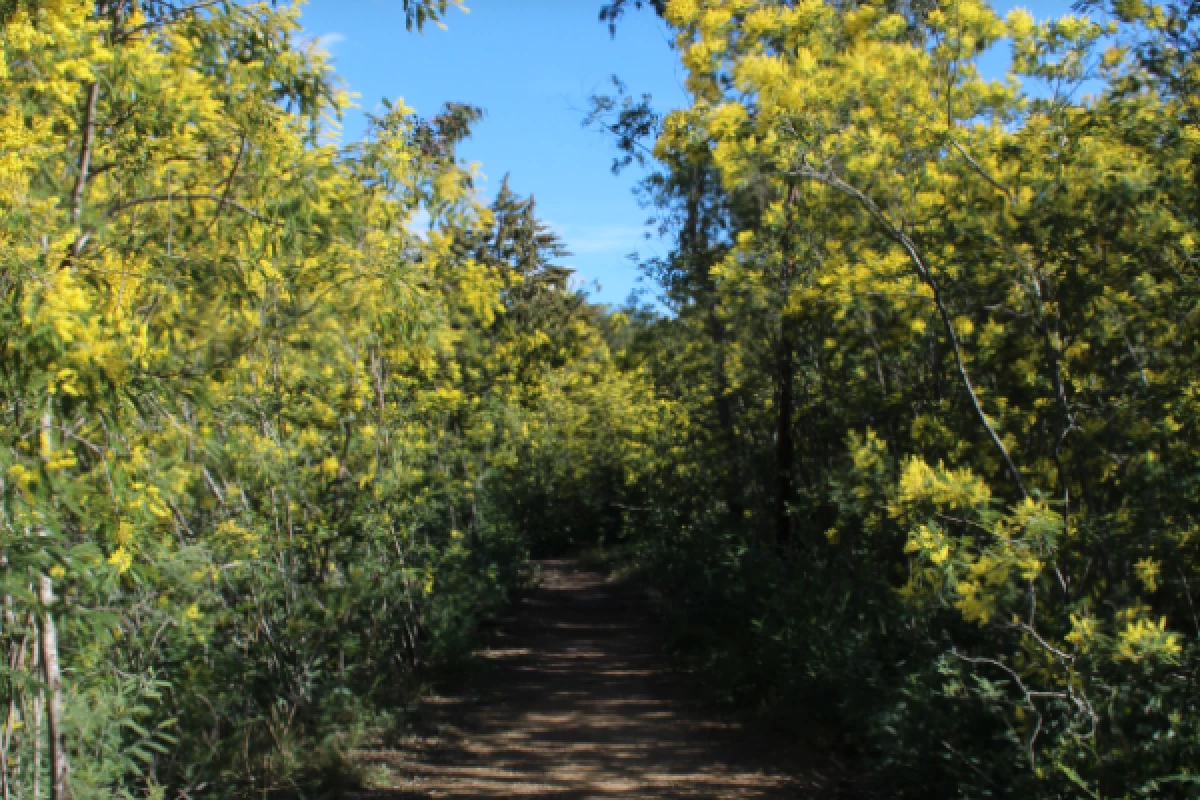 Hiking mimosa Peguire - Bonjour Fun