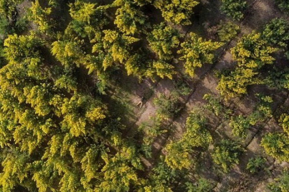 Hiking mimosa Peguire - Bonjour Fun