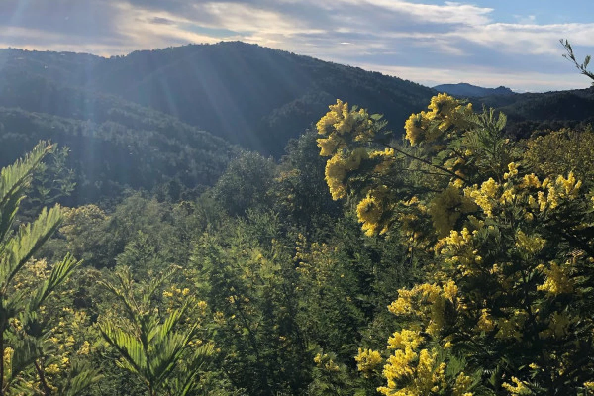 Hiking mimosa Peguire - Bonjour Fun