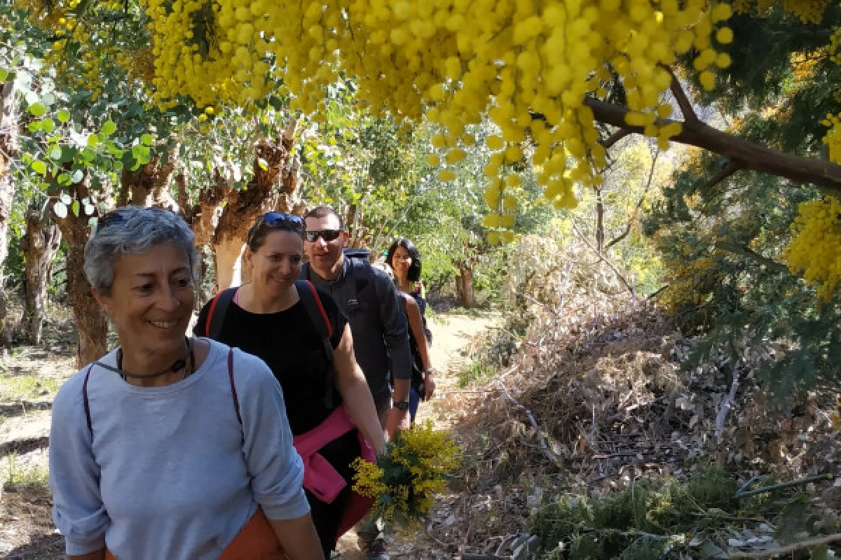 In the heart of the mimosa in Mandelieu - Bonjour Fun