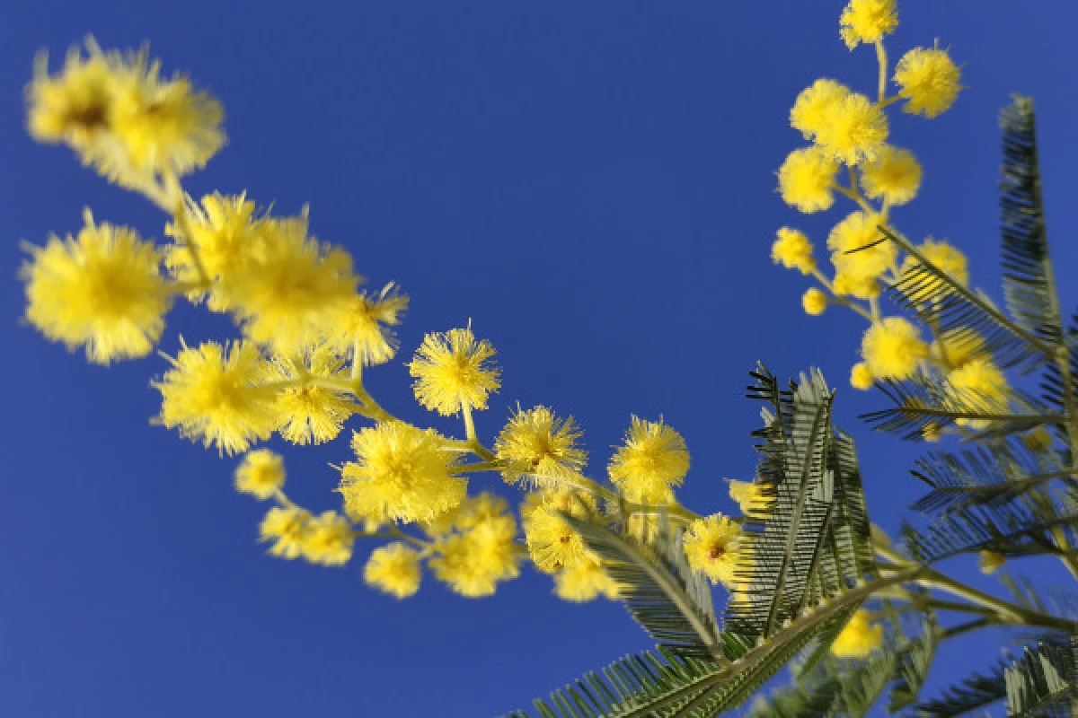 In the heart of the mimosa in Mandelieu - Bonjour Fun