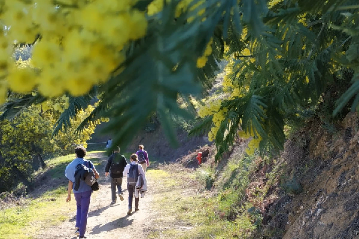 In the heart of the mimosa in Mandelieu - Bonjour Fun