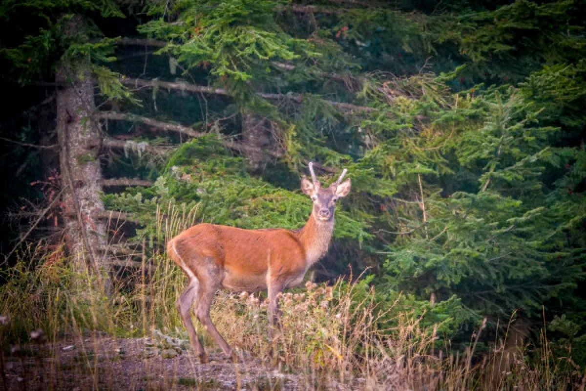 The Deer's slab - Hike in the Esterel - Bonjour Fun