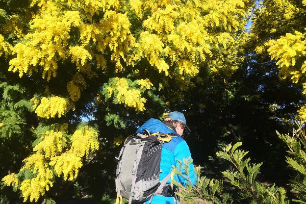 Hike in the biggest Mimosa's forest of Europe - Bonjour Fun